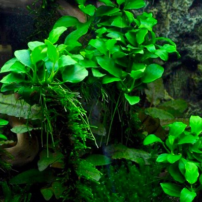 Anubias nana in pot